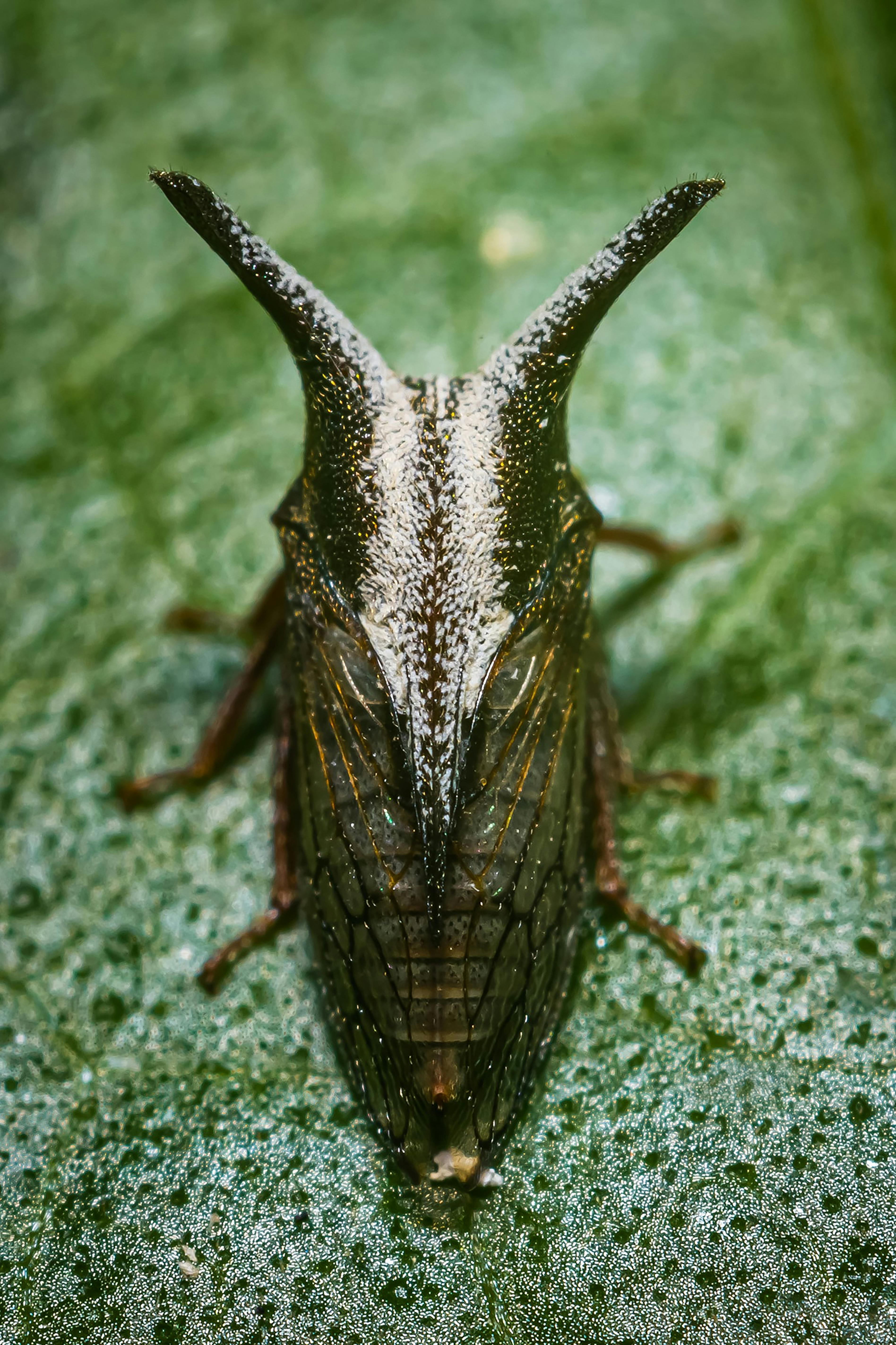 grátis Inseto Preto E Marrom Na Grama Verde Foto profissional