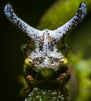 Extreme close-up of a horned treehopper on a leaf, showcasing its distinctive features and textures.