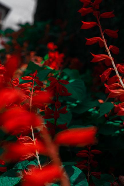 Close-up of vibrant red salvia flowers with rich green foliage in natural light.