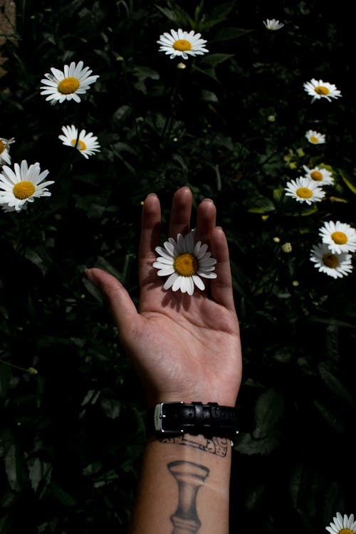 Beyaz çiçekler, Çiçek açmak, dikey atış içeren Ücretsiz stok fotoğraf