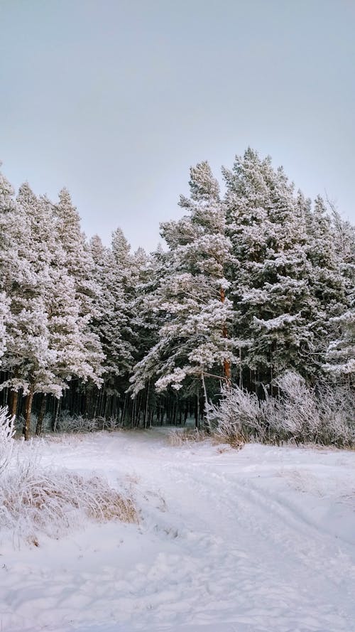 Ingyenes stockfotó fák, függőleges lövés, havas témában