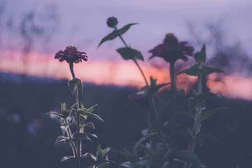 红百日草花