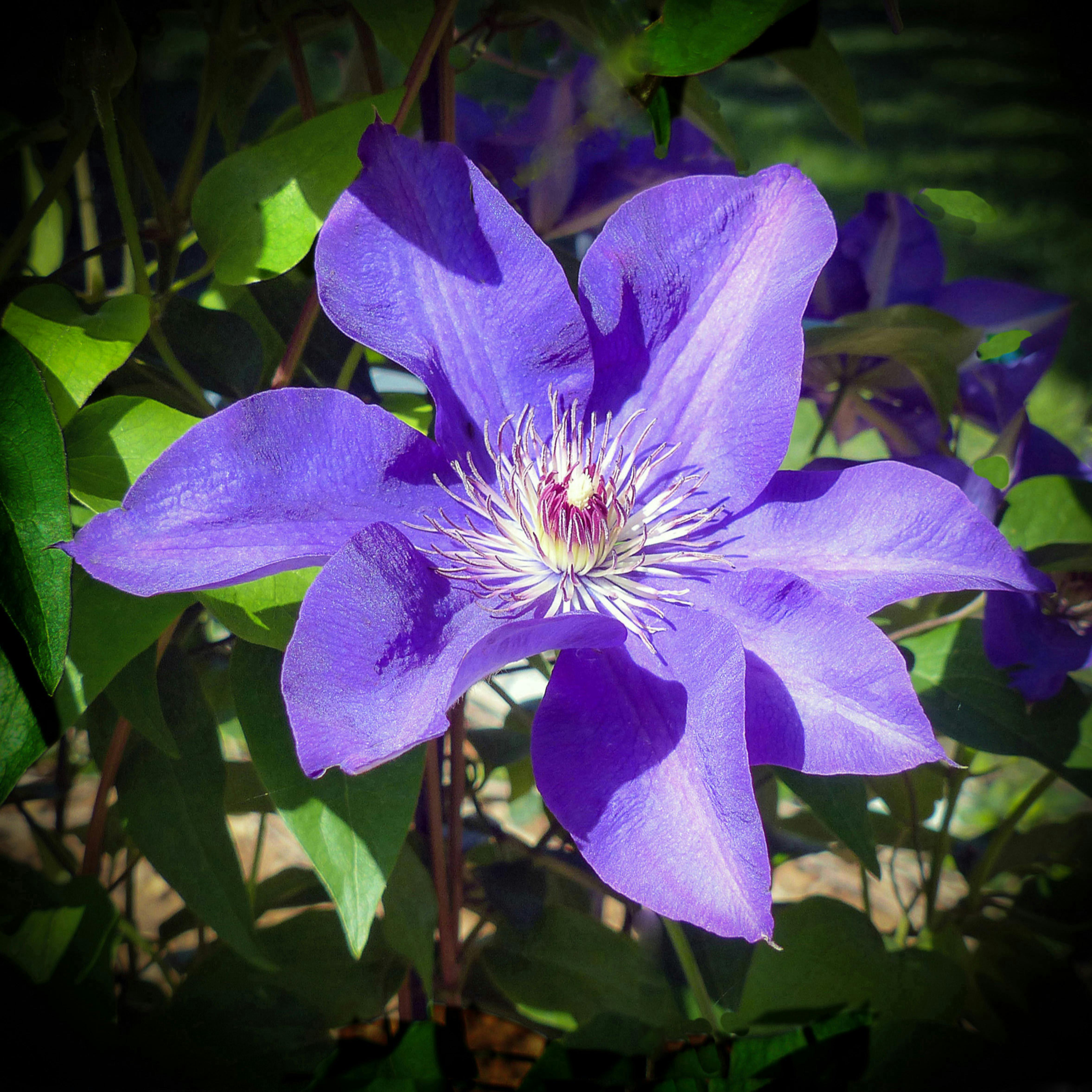 Free stock photo from Cindy · Pexels