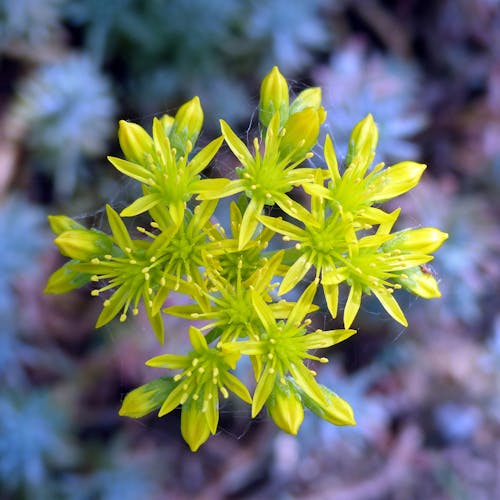 緑の花のチルトシフトレンズ写真