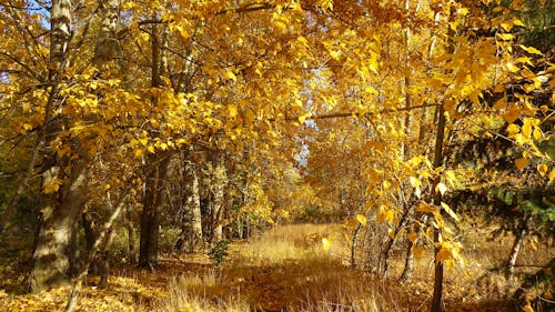 Free Yellow Trees at Day Time Stock Photo