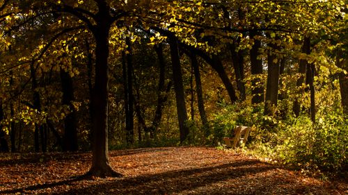 Free Warm autumn park scene with a wooden bench under golden trees, perfect for seasonal tranquility. Stock Photo