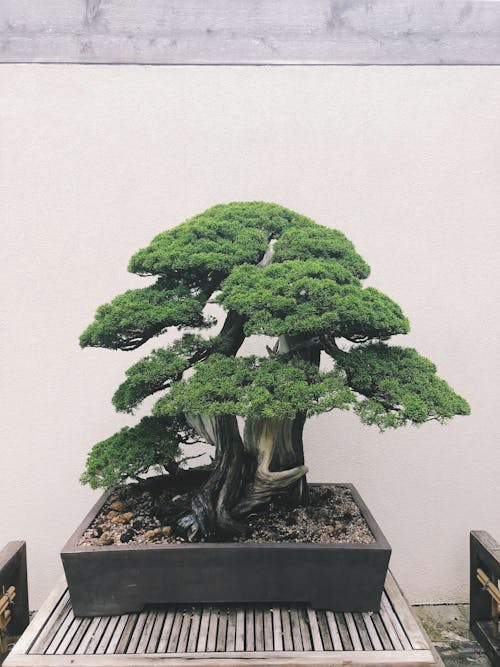 Gratis lagerfoto af bonsai, gryde, jord