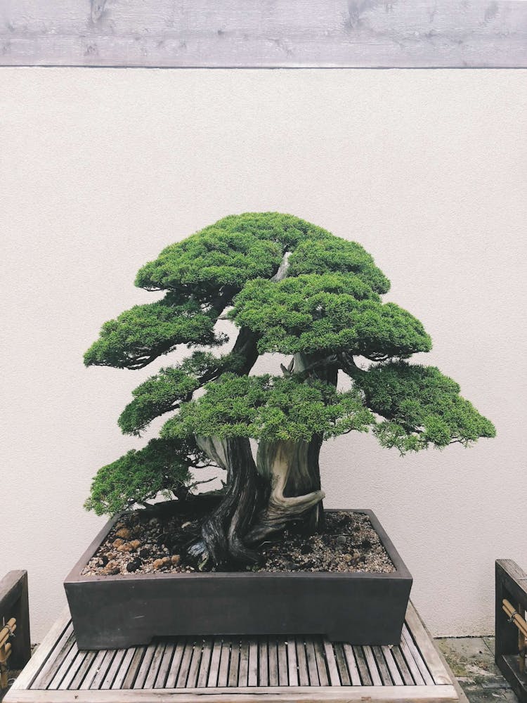 Bonsai Tree In A Pot 