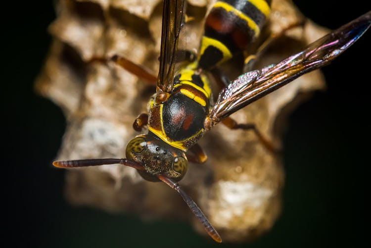 Top View Of Bee Sitting On Honey Frame