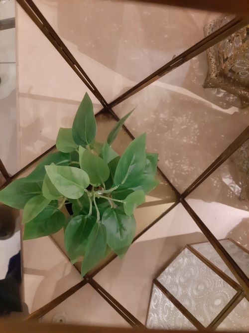 Free stock photo of artificial plant, backlight, glass bottle Stock Photo