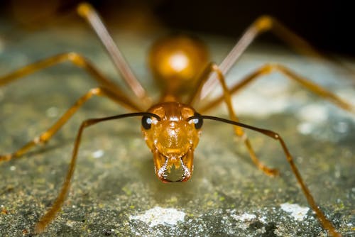 マクロ写真の緑の苔の茶色の蟻