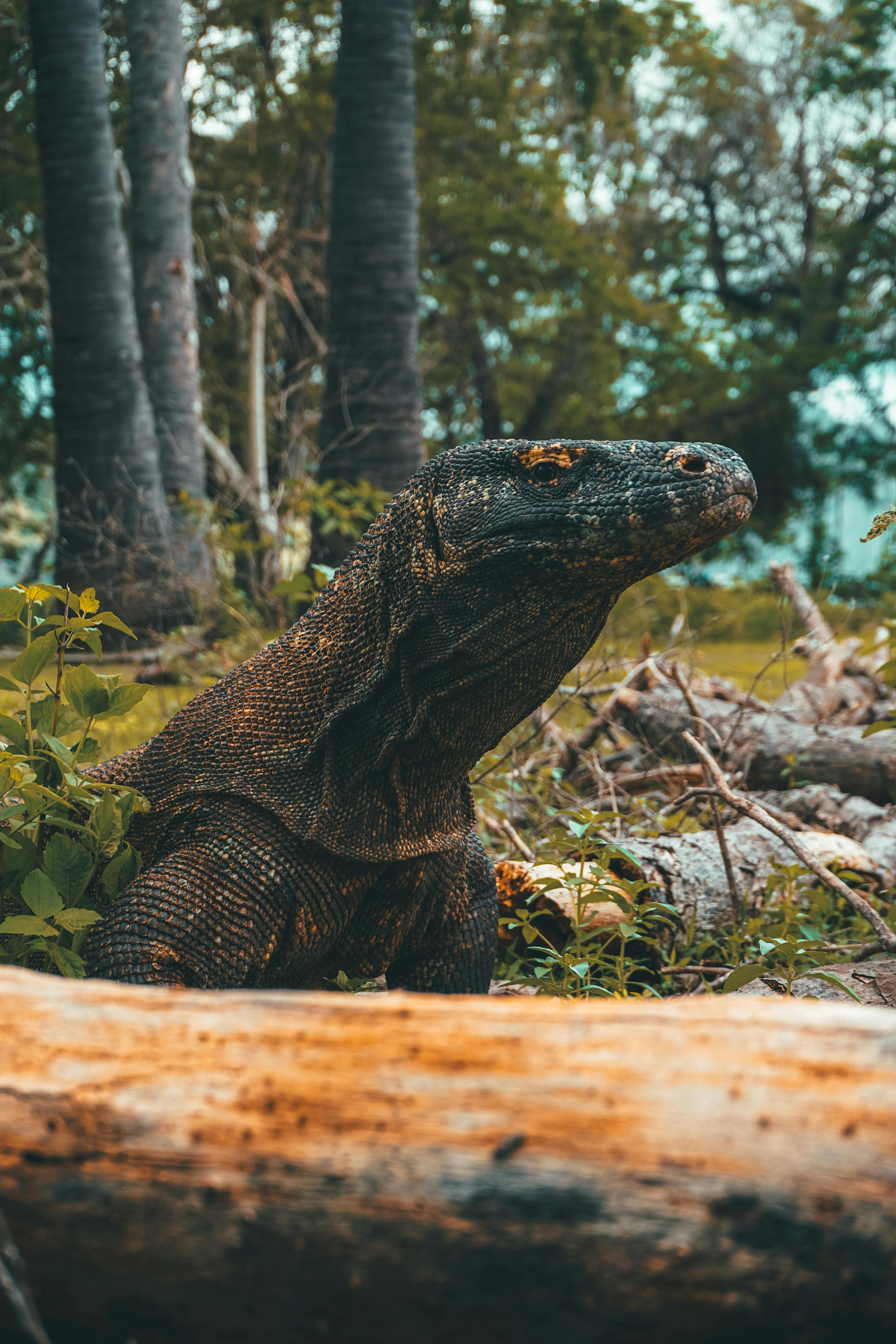 Komodo Wallpapers - Wallpaper Cave