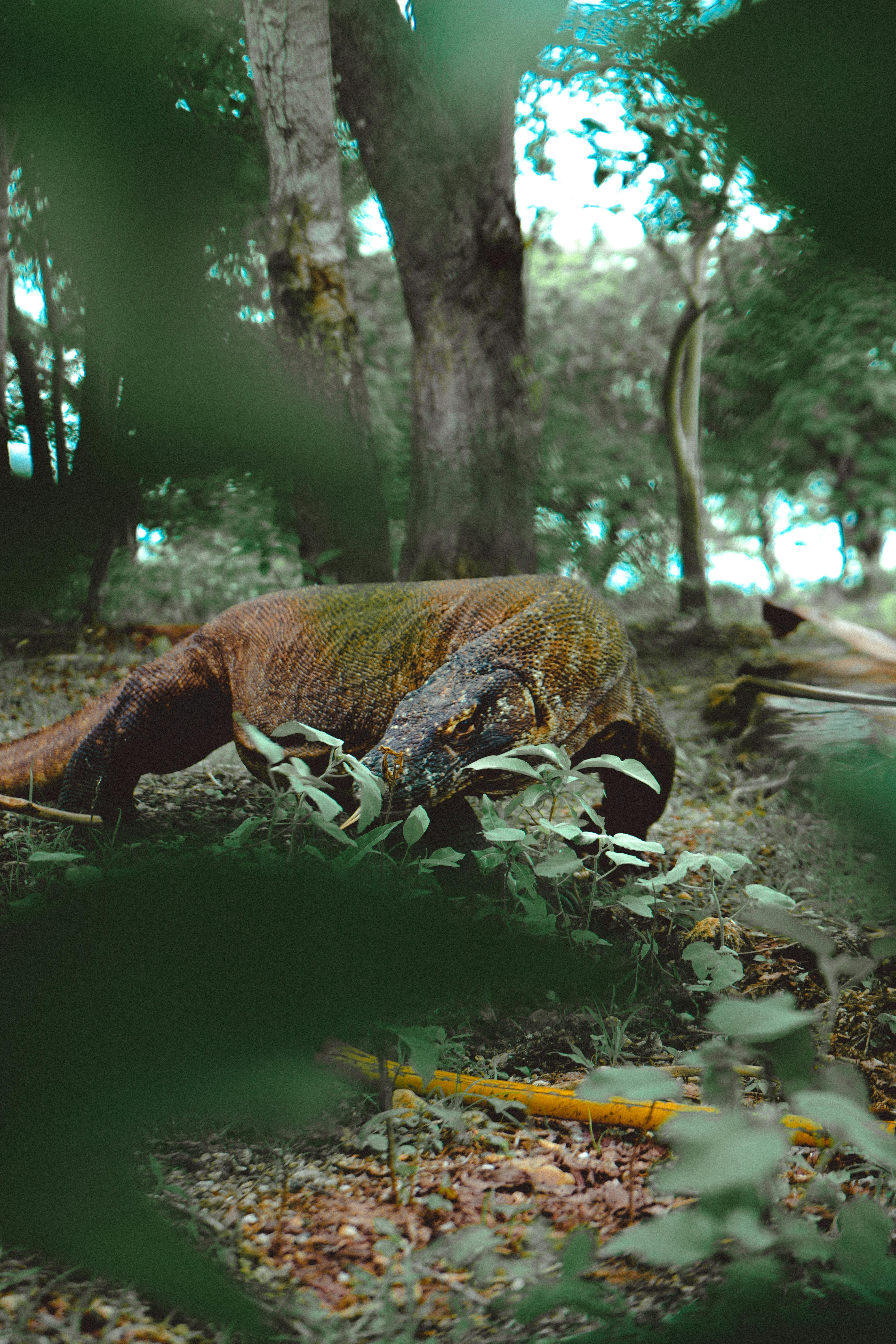 Meanwhile, this Open Trip Komodo photo shows a Komodo dragon resting on the forest floor, partially framed by leafy branches in Komodo National Park.