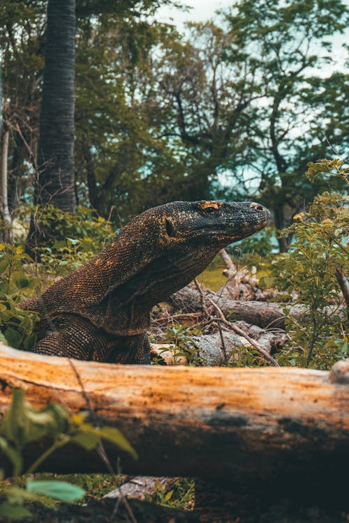 Vulnerable species of wild Komodo dragon large extant species of lizard in forest