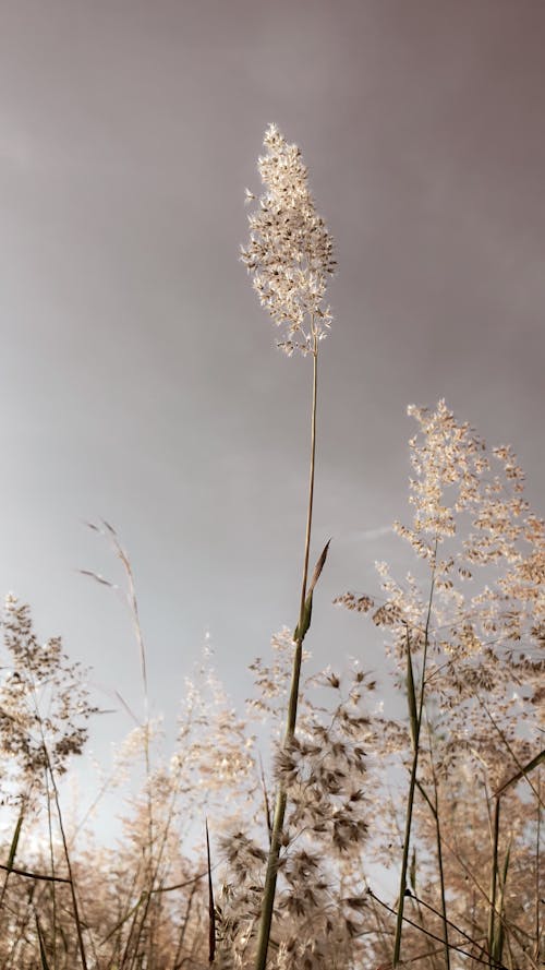 Free stock photo of blade of grass, farm, grass