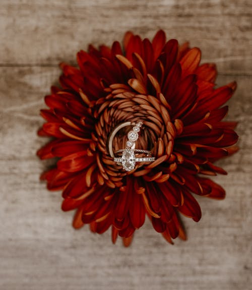 Free Wedding Rings over an Orange Flower Stock Photo