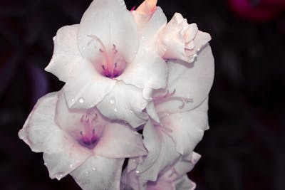 Folate and folic acid supplement comparison