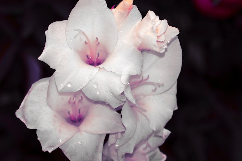 Supplements and medications comparison for fertility