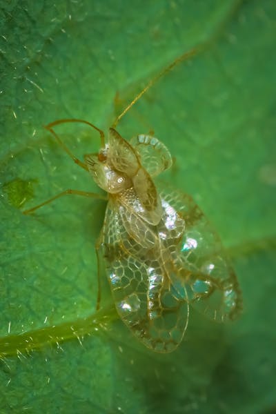 Single woman following home insemination guide