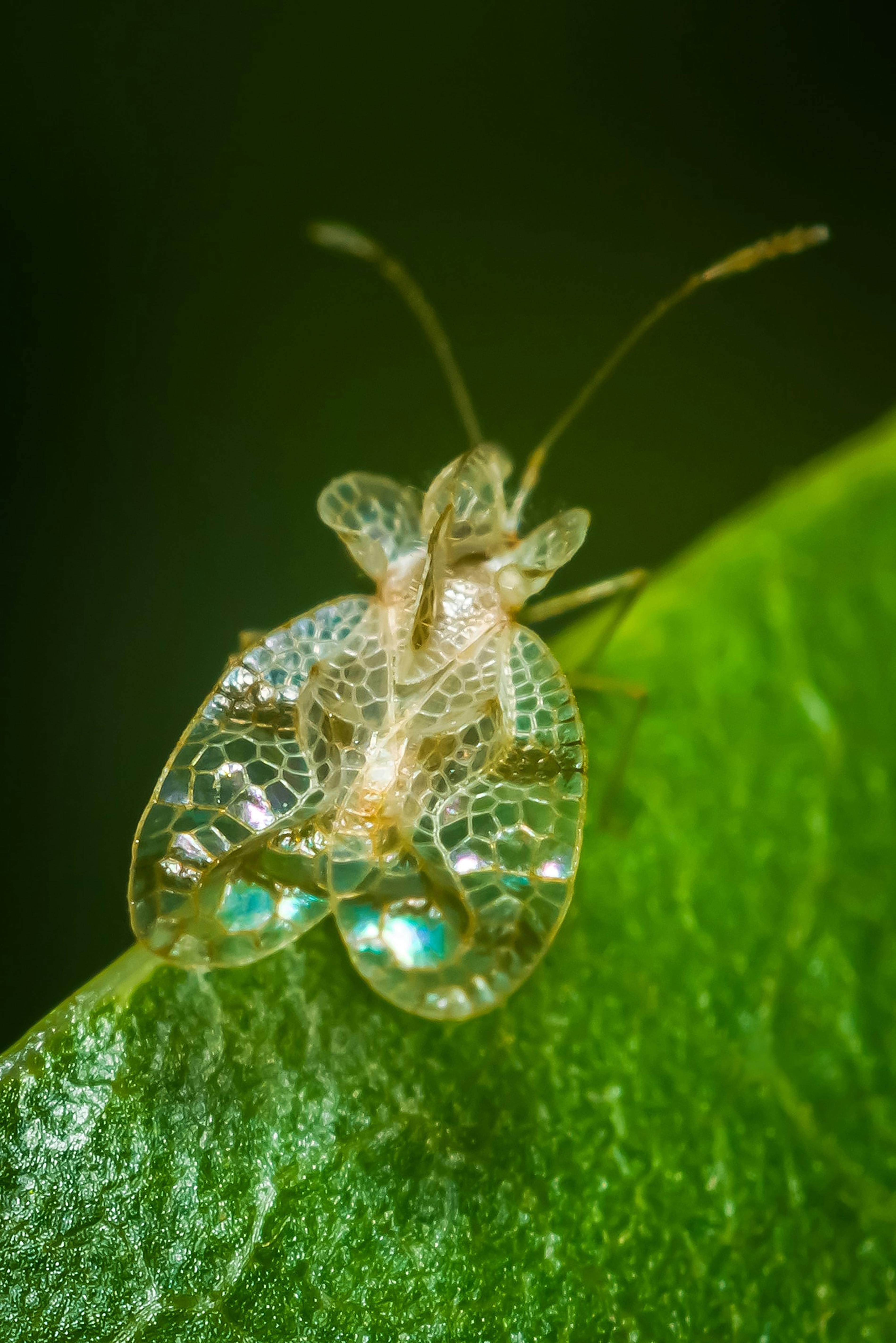 Sycamore Lace Bug (Corythucha Ciliata) 10 Photos & Videos Collected by ...