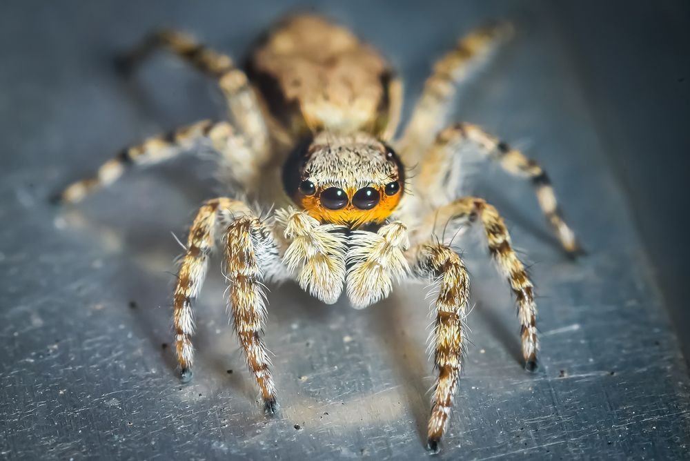 Close-up photograph of a spider, a common pest addressed in residential pest control