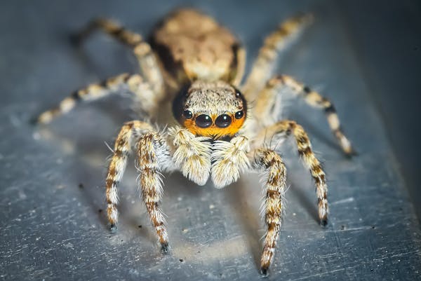 Close-up shot of a spider