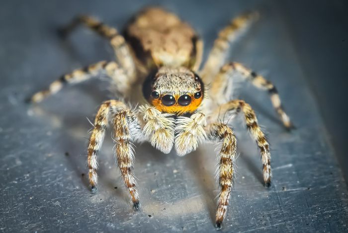 Close-up photograph of a spider, a common nuisance pest