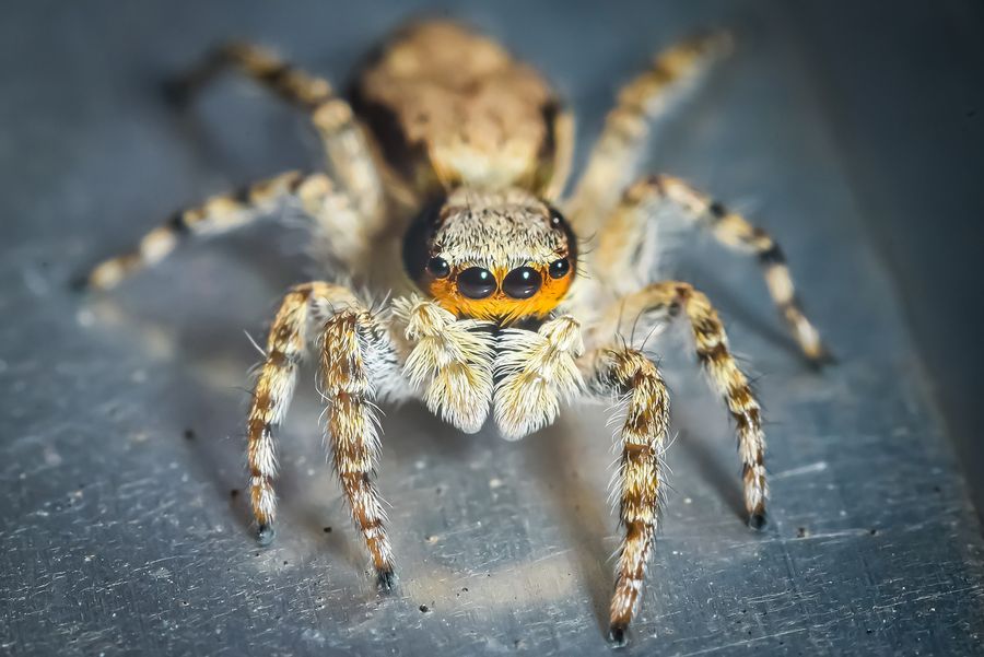 Close-up photograph of a spider