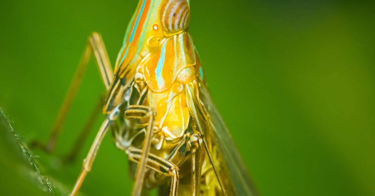 A Fulgorid Planthopper in Macro Photography · Free Stock Photo