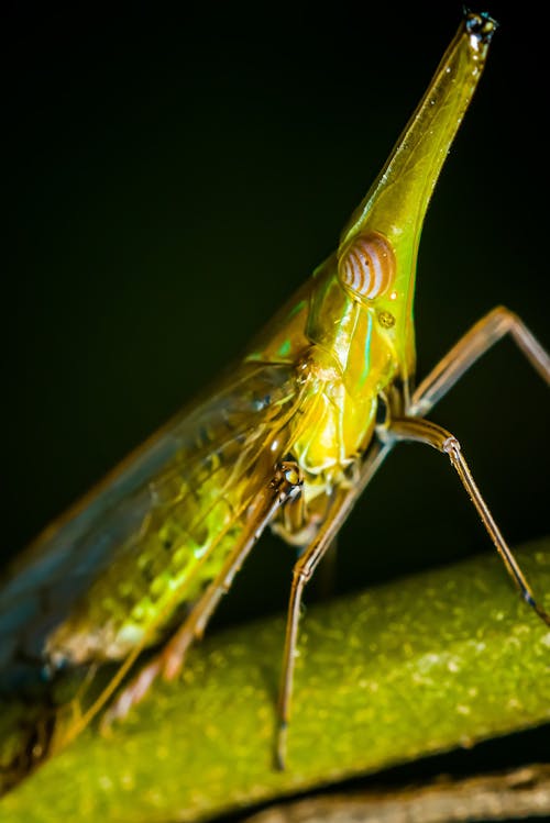 A Close-Up Photography of Planthopper Insect