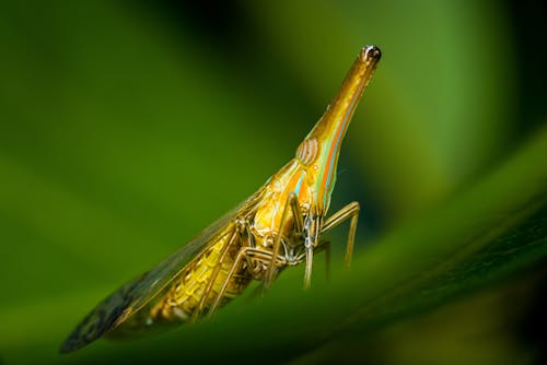 A Green Insect in Macro Photography