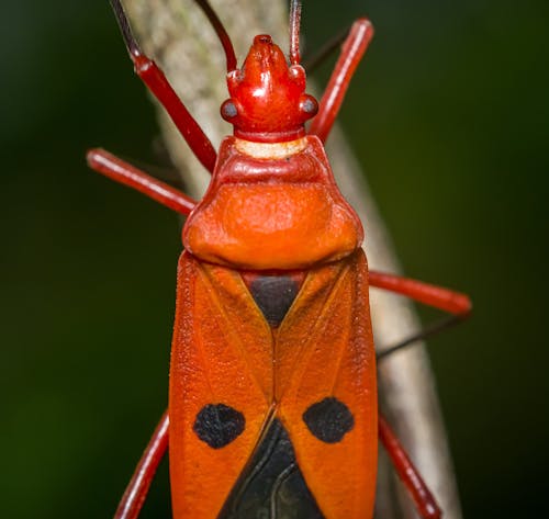 Macro Shot of a Beetle