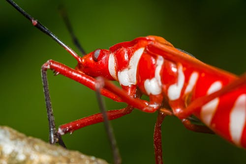 Macro Shot of a Red Beetle