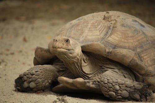 Close-Up Shot of an African Desert Turtle