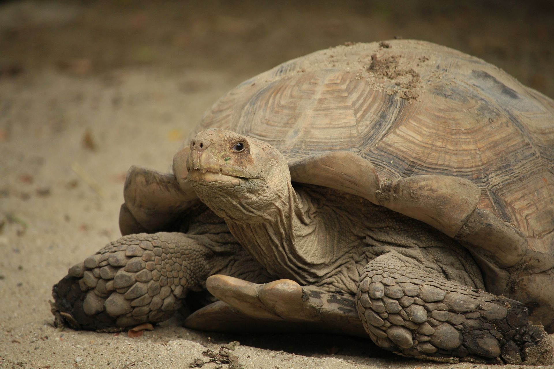 Detailed image of a Sulcata tortoise (Centrochelys sulcata) resting on sandy ground, showcasing its rugged texture.