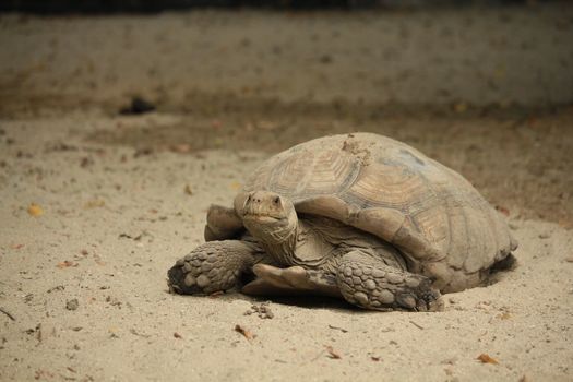 Close-Up Shot of an African Desert Turtle