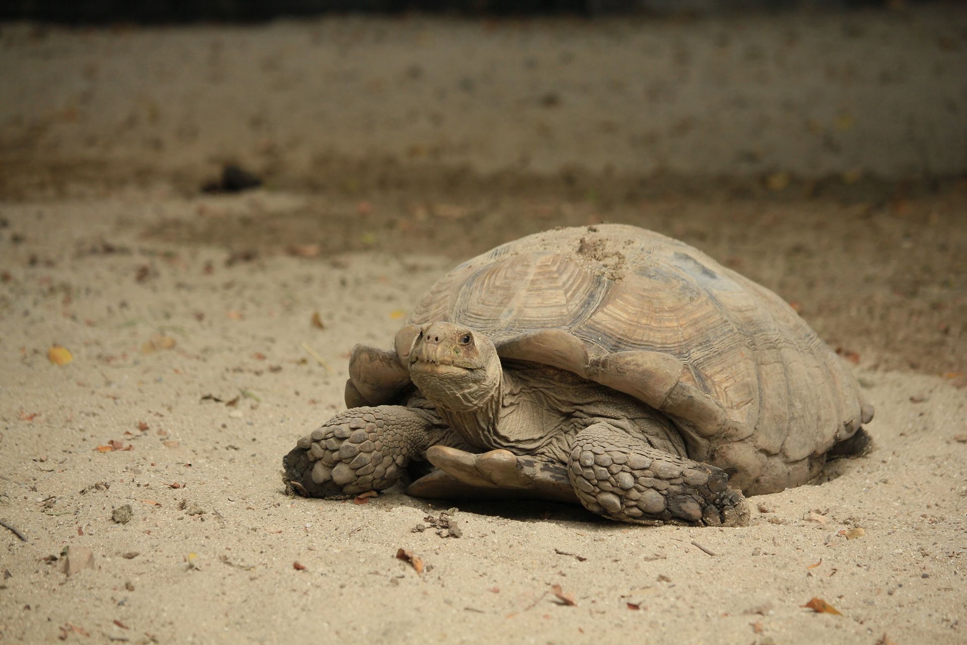 Close-up image of an African Sulcata Tortoise in a desert environment, showcasing its unique texture.
