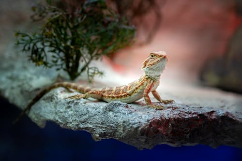 Central Bearded Dragon on Gray Rock 