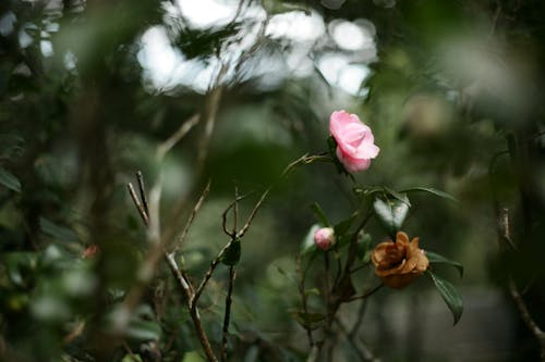 Free Close-Up Shot of a Camellia Stock Photo