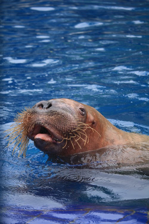 A Walrus in the Water 