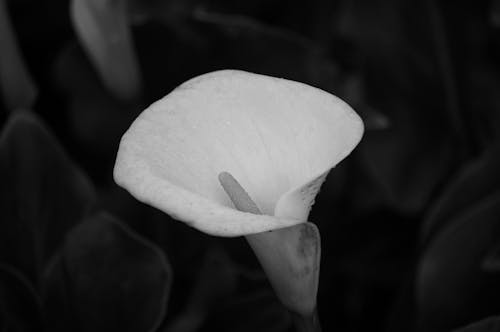 Grayscale Photo of a Calla Lily in Bloom