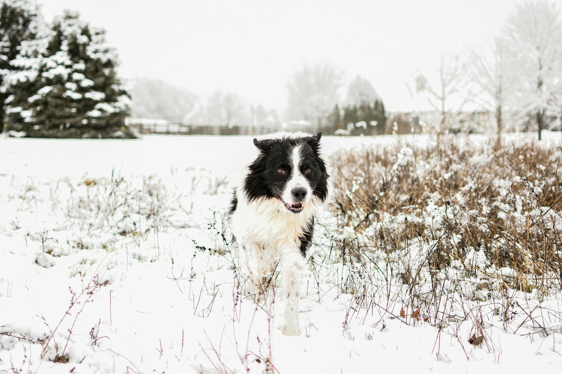 A Dog Walking on the Snow