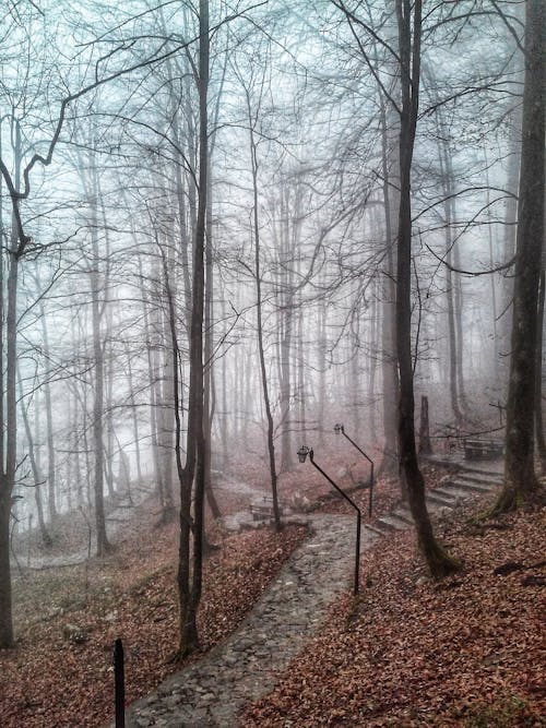 Free Tall Leafless Trees in the Forest Stock Photo