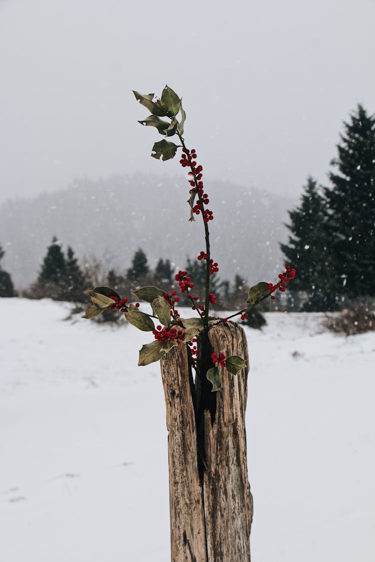 Branch With Rowan Berries