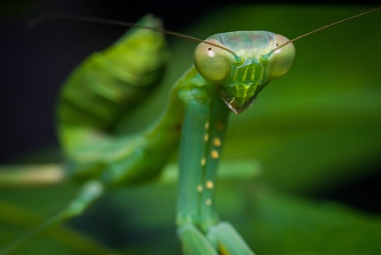 Macro Shot Of A Praying Mantis