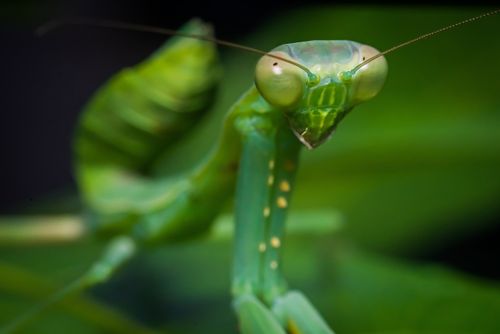 Free Macro close-up image of a green praying mantis with detailed features, shot with shallow focus. Stock Photo