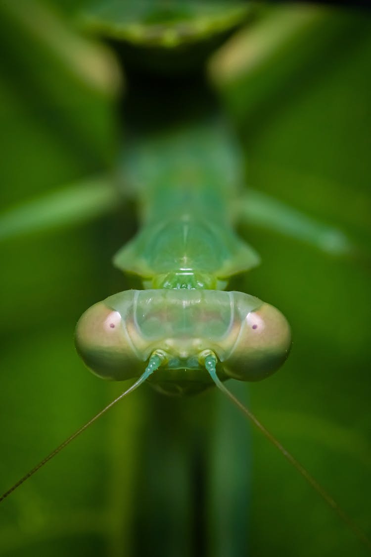 Macro Shot Of A Praying Mantis