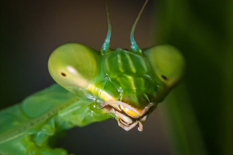 Macro Shot Of A Praying Mantis