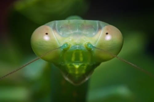 Groene Praying Mantis In Close Up Fotografie