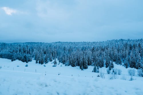 Scenic view of thick coniferous woodland and spacious terrain covered with snow under gloomy sky